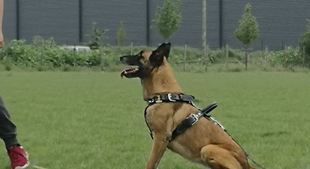Chien cynophile pour intervention de surveillance en Auvergne Rhone Alpes Objective Security