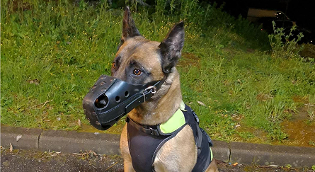 Chien cynophile pour surveillance de site en Auvergne Rhone Alpes Objective Security