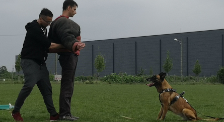 Entrainement chien cynophile en Auvergne Rhone Alpes Objective Security