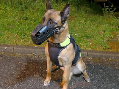 Chien pour agent cynophile en Auvergne Rhone Alpes Objective Security